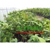防城港優(yōu)質大葉紅蓮霧苗供應——大葉紅蓮霧