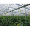 智能生態(tài)園藝溫室公司推薦|蔬菜溫室大棚建設(shè)