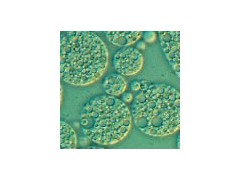 宜興賽爾生物提供無(wú)錫免疫佐劑，價(jià)