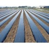地膜供應(yīng)商-要買優(yōu)惠的農(nóng)用地膜，齊環(huán)塑料是不二選擇