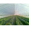 大棚PO膜廠家，優(yōu)惠的西瓜專用膜哪里有