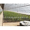溫室大棚專業(yè)建設(shè)廠家|直銷日光溫室大棚