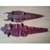 新式的鱷魚皮如皋市海宏皮革制品供應(yīng)|鱷魚皮價(jià)格