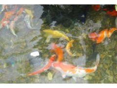 濟(jì)南市庭院景觀魚(yú)池水凈化比較好的
