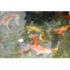 濟(jì)南市庭院景觀魚池水凈化比較好的生產(chǎn)廠家