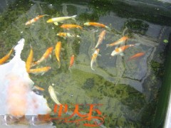 徐州市花園魚(yú)池水過(guò)濾技術(shù)