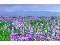 2021華南深圳工博會(huì)