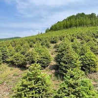 出售:青扦云杉1.5米—2米，30*30定值杯苗，數(shù)據(jù)1萬(wàn)棵